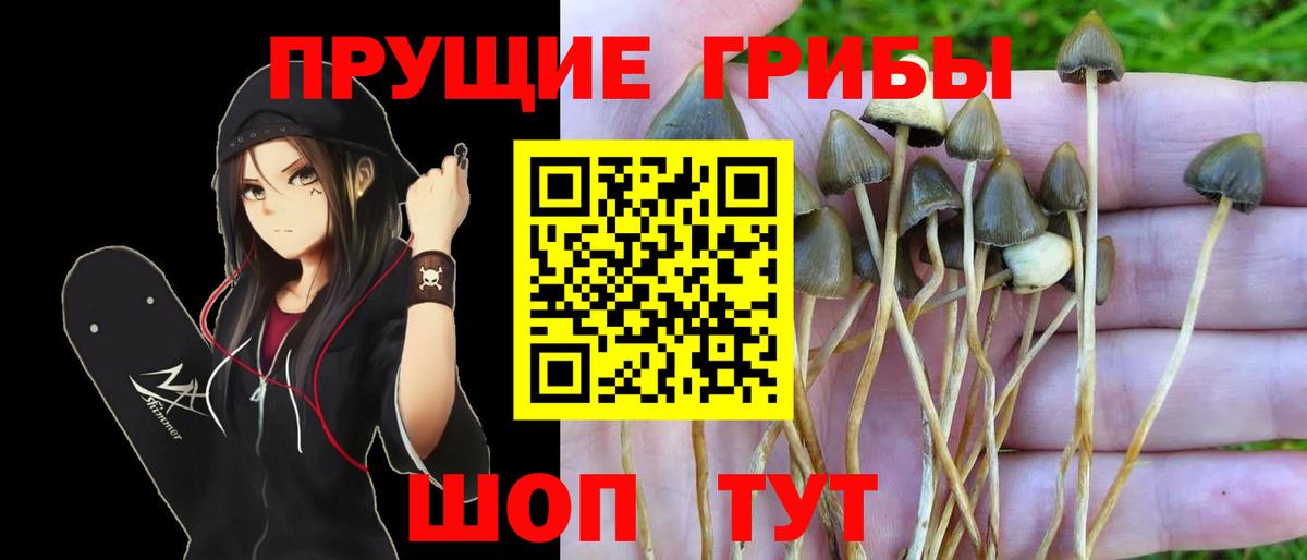 Псилоцибиновые грибы Psilocybine cubensis Краснокамск